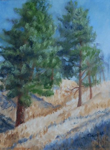 Bitterroot Ponderosa: Oil painting of ponderosa pines in Montana